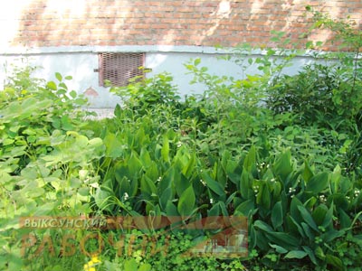 В буйной траве приютились ландыши