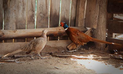 Считается, что фазан – самый быстрый бегун среди всех представителей куриных. Взрослые особи обычно весят порядка 1,5-2 кг, но собираясь разводить фазанов в домашних условиях, нужно помнить, что они пугливы и недоверчивы. Поэтому в неволе им нужно обеспечить спокойные условия, иначе птица будет находиться в постоянном стрессе, что чревато нервными расстройствами и даже гибелью Считается, что фазан – самый быстрый бегун среди всех представителей куриных. Взрослые особи обычно весят порядка 1,5-2 кг, но собираясь разводить фазанов в домашних условиях, нужно помнить, что они пугливы и недоверчивы. Поэтому в неволе им нужно обеспечить спокойные условия, иначе птица будет находиться в постоянном стрессе, что чревато нервными расстройствами и даже гибелью