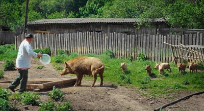 На снимке – процесс кормления. Привыкшая к людям взрослая самка стоит рядом и ничего не боится, а вот пугливый молодняк, увидев незнакомых людей, настороженно ждёт поодаль На снимке – процесс кормления. Привыкшая к людям взрослая самка стоит рядом и ничего не боится, а вот пугливый молодняк, увидев незнакомых людей, настороженно ждёт поодаль